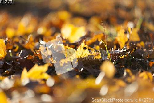 Image of Yellow fallen leaves