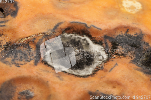 Image of mold on the pumpkin