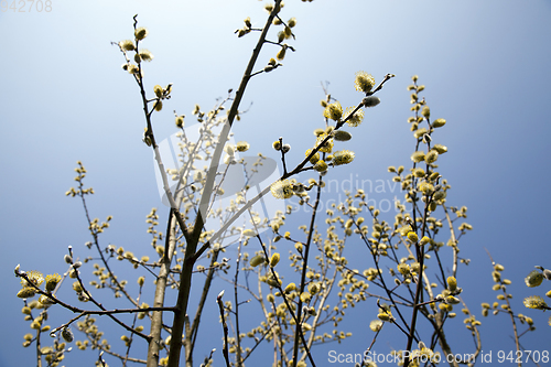 Image of branch of willow