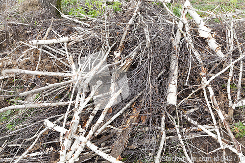 Image of Broken breeze trees birch trees