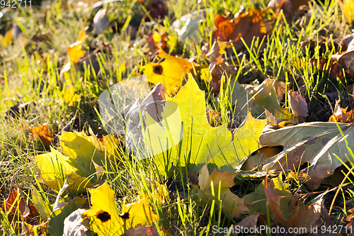 Image of Yellow foliage, autumn