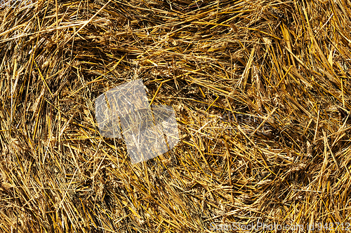 Image of bail of hay