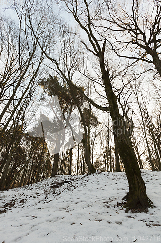 Image of Deciduous trees in winter