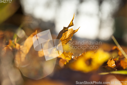 Image of Yellow foliage, autumn