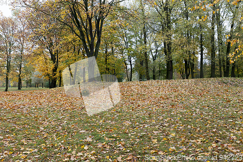 Image of yellow fallen leaves on green grass in a city park