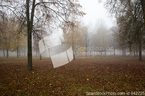 Image of Fog in the autumn forest