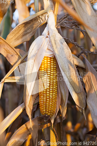 Image of Mature maize