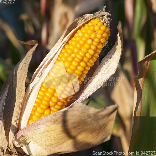 Image of Mature maize