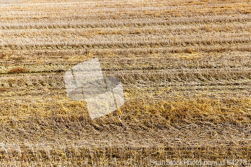 Image of agricultural field and blue sky