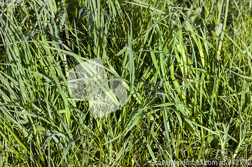 Image of sunlit green grass