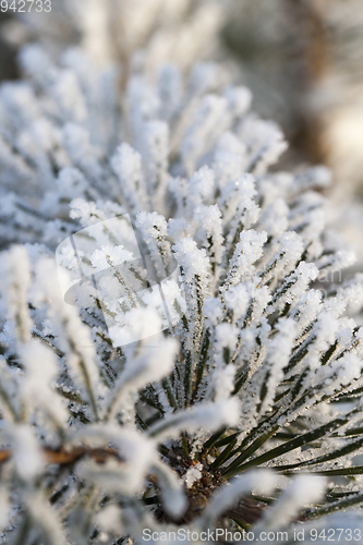 Image of Trees under frost