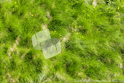 Image of Green grass on the field