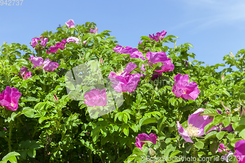 Image of dog rose closeup