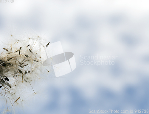 Image of Dandelion on blue sky