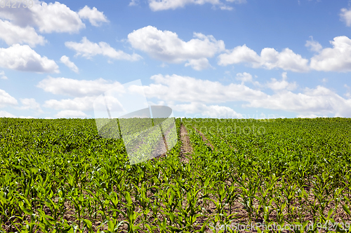 Image of Green field