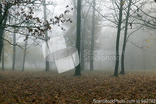 Image of Autumn forest, fog