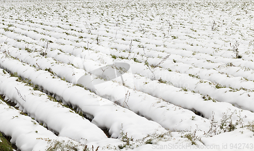 Image of stalks carrots in the snow