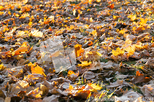 Image of fallen leaves of a maple