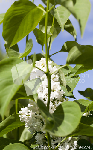Image of White lilac