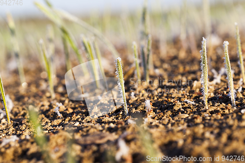 Image of young sprouts close-up of wheat