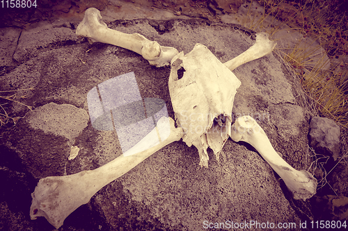 Image of Horse skull and bones