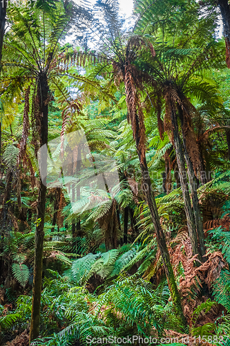 Image of Giant ferns in redwood forest, Rotorua, New Zealand