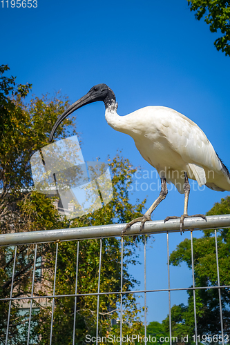 Image of Black and white ibis in Sydney, Australia