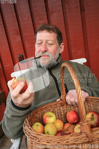 Image of Mature scandinavian man outdoor with apples 