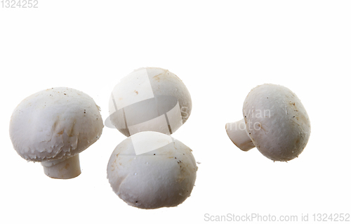 Image of Many white mushroom