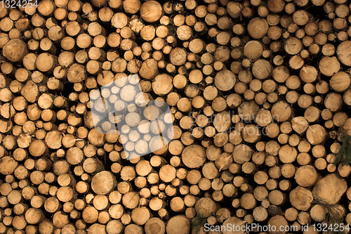 Image of Autumn forest