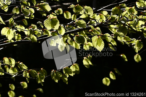 Image of spring