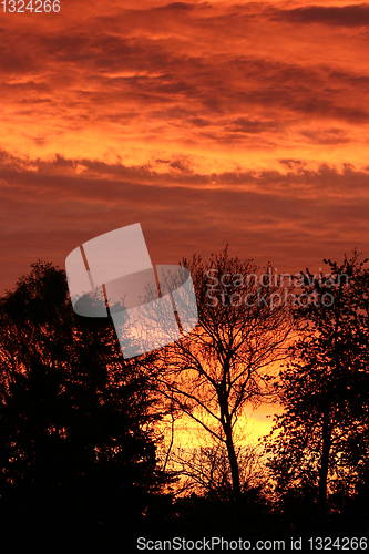 Image of branches morning