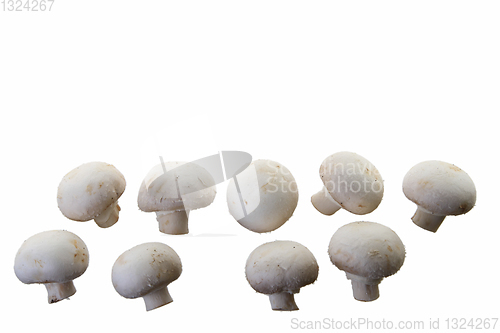 Image of Many white mushroom