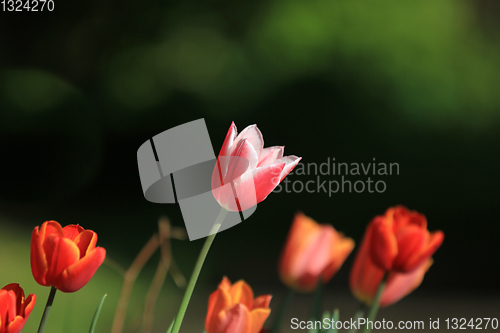 Image of Tulips