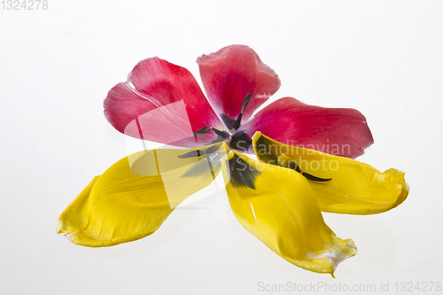 Image of Yellow lily closeup