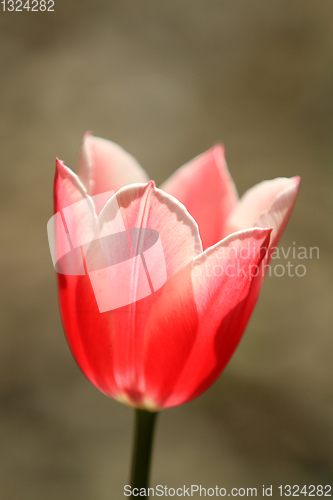 Image of Tulips