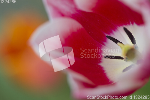 Image of Tulips