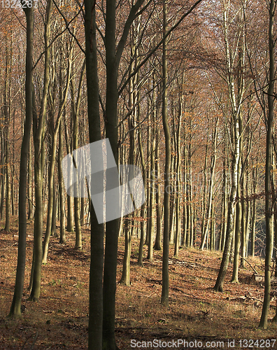 Image of Autumn forest