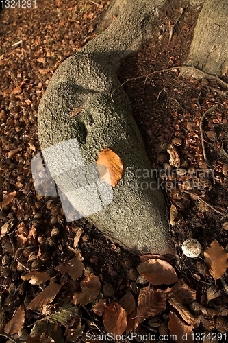 Image of Autumn forest