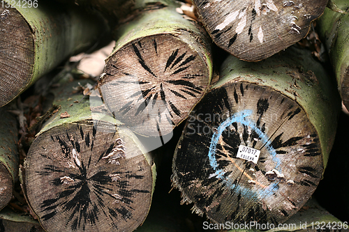 Image of tree trunk