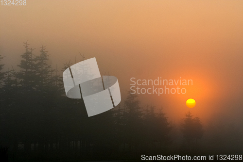 Image of branches morning