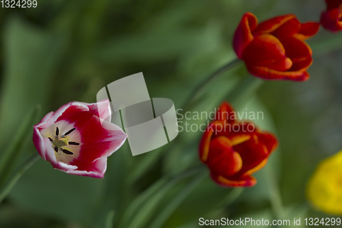 Image of Tulips