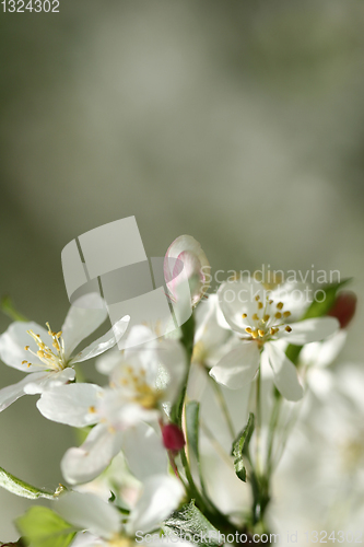 Image of spring