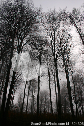 Image of forest in winter