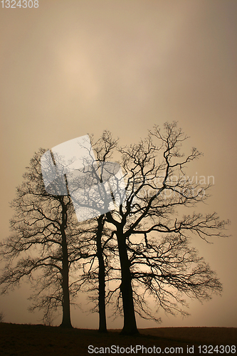 Image of trees and forest