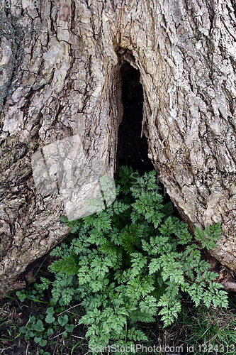Image of trees and forest