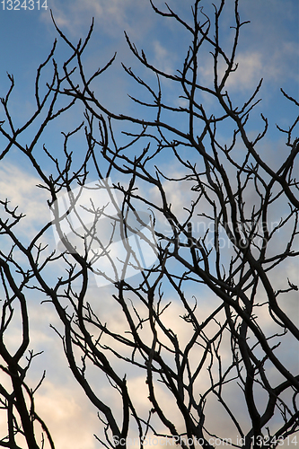 Image of branches