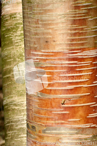 Image of branches