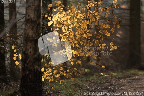 Image of Autumn forest