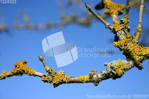 Image of branches